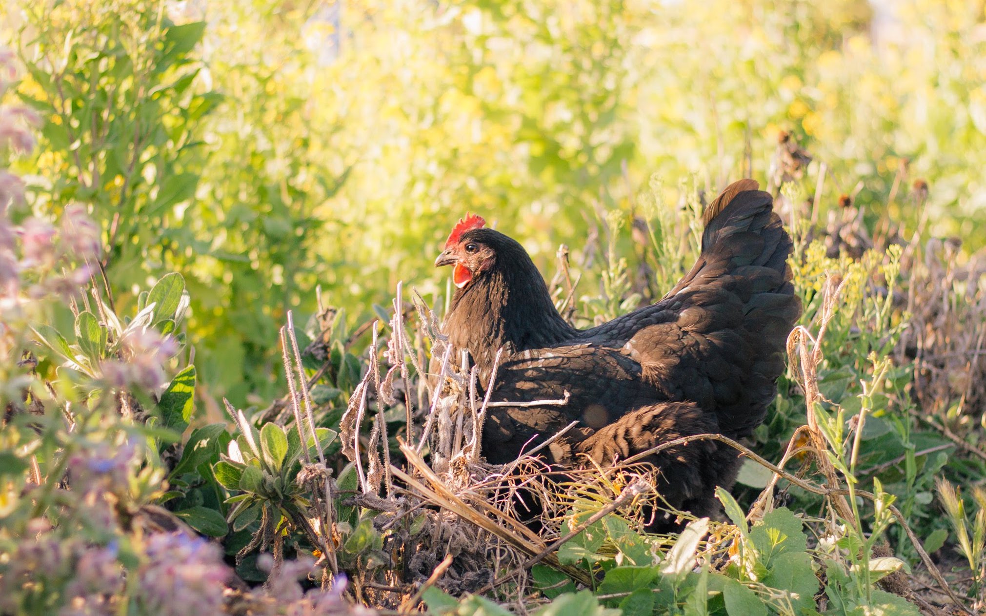 chicken digging in golden hour